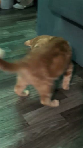 Random Orange Cat Behavior Caught on Camera | Chaos and Cuteness Guaranteed!