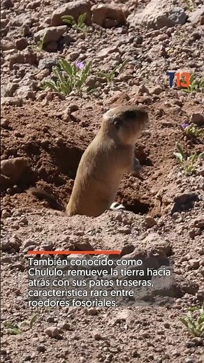 Este es el Tuco Tuco de Atacama, el increíble roedor que habita en Chile