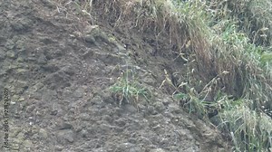 Pair of Tufted Puffin (Crown Puffins) switching places to guard a nest built into the side of a cliff taking off from the cliff in flight and landing on the side of the cliff