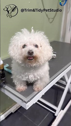 The fluff, the trim, the final look… perfect Bichon Frise makeover ✂️🐶 #bichonfrise #grooming #dog