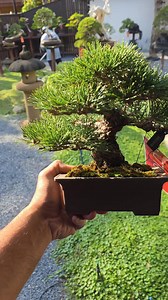 Black pine | Korakoch Bsh Oak