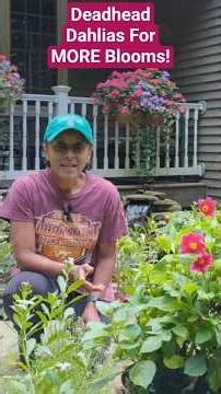 How To Deadhead Dahlias For MORE Blooms