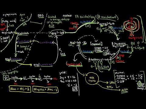 BIOCHEM 47 - Fatty Acid Oxidation (Beta-Oxidation)