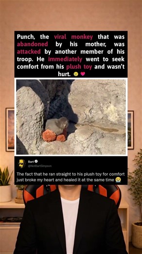 ‘Punch’ the viral monkey running over to his plush toy for comfort