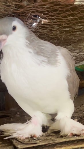 Are These Even Real Pigeons?? #pigeon #birds
