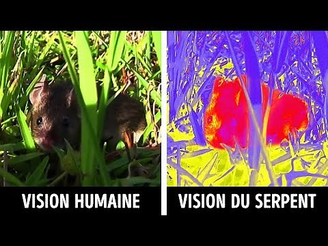 COMMENT LES ANIMAUX VOIENT LE MONDE