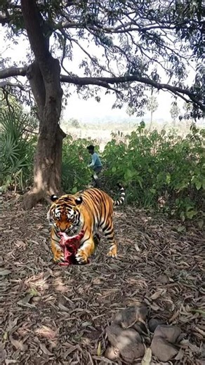 #TigerSamurai#Honor AndPower#Yakuza Vibes#WarriorSpirit#TigerSoul#FinalRoar