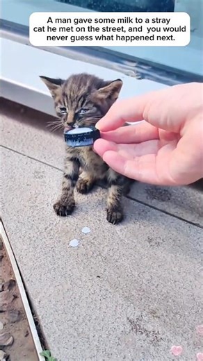 This man rescued a stray kitten and gave it a forever home #shorts #cat