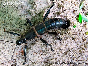 Dryococelus australis - Alchetron, The Free Social Encyclopedia