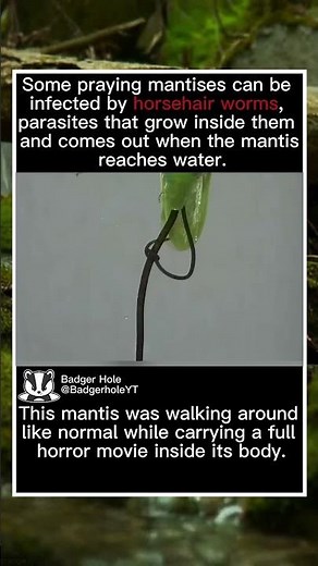Horsehair worm leaving the mantis body