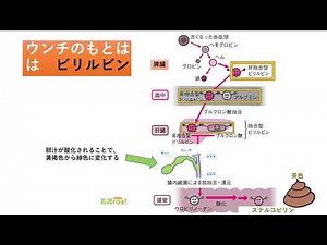 ウンチの色 １ 【ふつうのうんちの色】 ウンチのもとはビリルビン