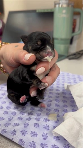 Tiny mouths need gentle hands at feeding time ♥️ This is one of the many heartwarming moments you could have by becoming a CHS foster parent. The foster team will teach you everything you need to know, and you'll be provided with all the items your foster pet will need! Learn more at CThumane.org/FosterCare | CT Humane Society