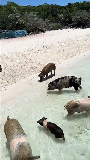 🐷 Swimming with Pigs at Pig Beach, Bahamas – The Ultimate Exuma Adventure! 🌴, Bahamas 🇧🇸