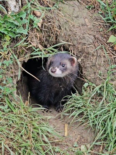 1.5K views · 142 reactions | British Wildlife Centre on Reels | Facebook