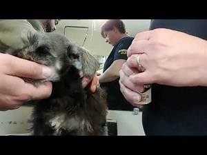 Setting uncropped ears