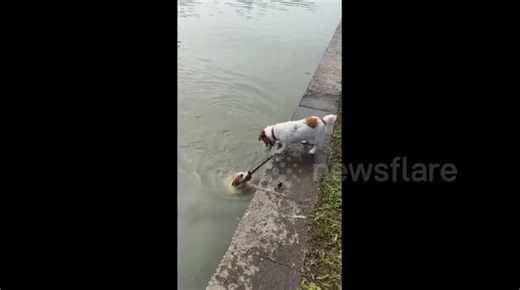 China: Dog rescues companion from icy water in China