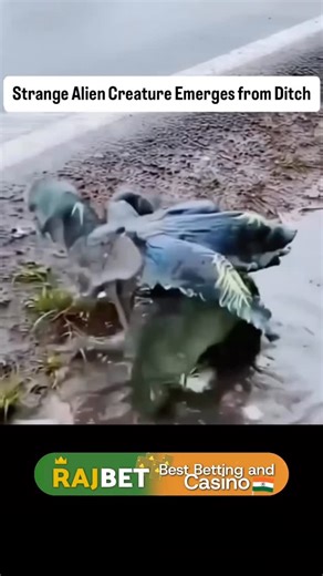 Geistasm on Instagram: "A shocking video from Florida has recently been going viral. In this video we can see some kind of strange alien creature emerging from a roadside ditch and scurrying away, the man who made the video claimed that locals had spotted the creature around the area after nightfall. Many witnesses also claimed that sightings of this creature were reported after a meteor shower in the area #usa #creature #alien #trending #viral"