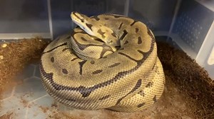 Clutch #8 for our Royal/ Ball Pythons laid on Wednesday... this lovely lady was hiding 7 pearly white eggs underneath 🤩🐍 | Exeter Exotics