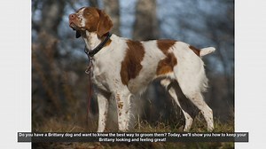 Essential Grooming Tips for Your Brittany Dog