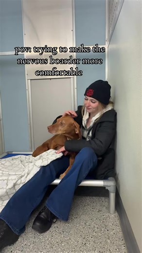 here at four paws we love all the dogs like our own, if that means spilling our family lure to make them more comfortable than so be it! #fourpaws #doggyboarding #dogboarding #dogsoftiktok