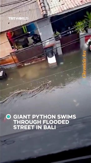 Giant Python Spotted Swimming Through Flooded Street in Bali