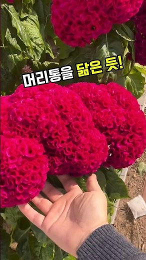 맨드라미 #계관화 #식용꽃 #약초 #전통약재 #베타시아닌 #항산화 #혈액순환 #우리식물 #자연건강
