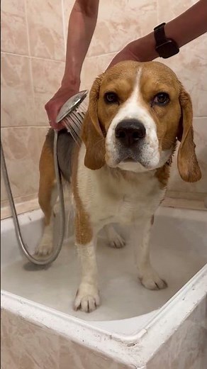 Shampooing solide pour chien : vraiment pratique ?