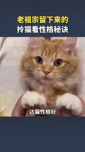 Unveiling the Mystery: Decoding a Cat's Personality