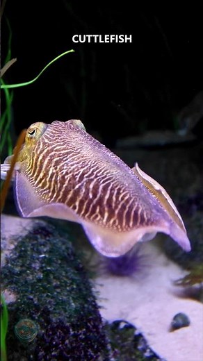 This Animal Changes Color Instantly!