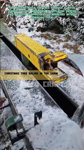 Christmas Tree Baling in the Snow