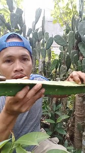 48K views · 1K reactions | Cactus Challenge or (Dragon tree) | Fel Borlasa | Facebook