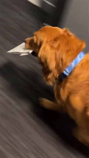 Golden Express just arrived 📦✨ #dog #dogtravelvlog #golden #goldenhour #goldenretreiver #goldens