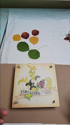 Pressing fresh leaves with iron