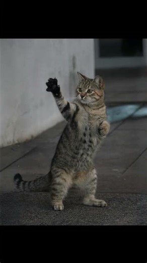 The Secret Language of Cats: Cat Kisses Explained! 🐱💖