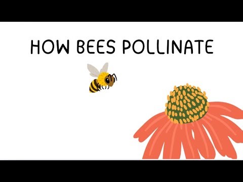 How Bees Pollinate Animation