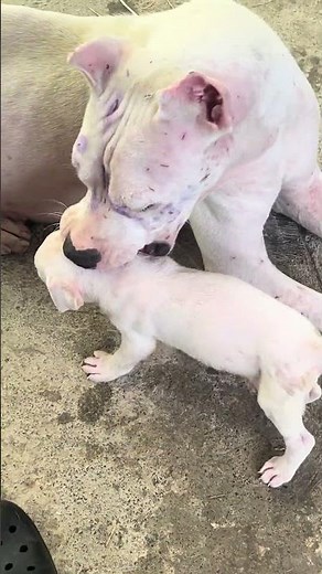 35-day-old male Dogo Argentino puppy. He has a very fierce personality. #kingcharles #pets