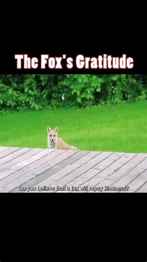 The Fox's Gratitude #loveanimals #loveanimals❤️🐾 #animals #seaturtle #protectin #fox