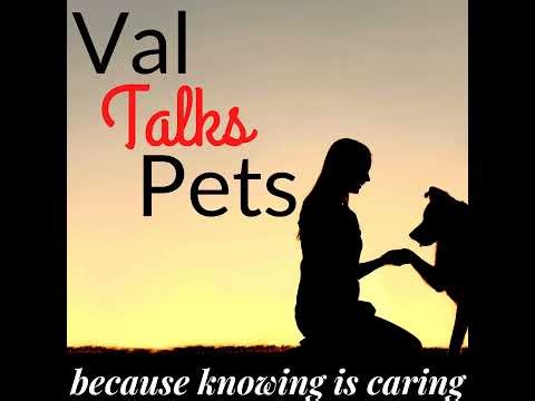 Cat Litter 101 – Choosing the Right Litter for Your Feline Friend - Audio