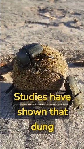 Dung Beetles Know Science Better Than You - Animal Facts