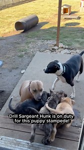 Drill Sargeant on stampede duty! #hunk #peach #puppy #drillsargeant #funnydog #fosteringsaveslives #pawsitivetailskc | Pittiehoarder