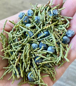 Juniper Leaves and Berries, Dried Herbs, Sacred Herb for Ceremony, Tea, Gift - Etsy