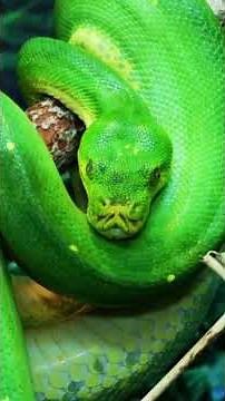 Reticulated Python: The World’s Longest Snake