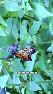 How does metamorphosis occur? #biology #medicine