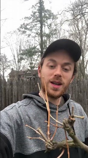 Witches' Broom - American Sycamore Anthracnose Disease