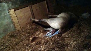 mare giving birth to foal