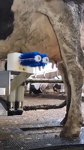 2M views · 5K reactions | Milking robot #farm #cowsofinstagram #nature #farmlife #calf #love #farming | Wade Rancher | Facebook