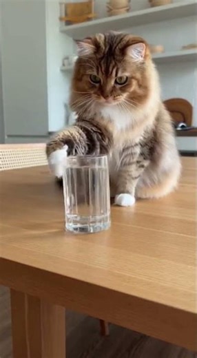 “Mischievous Cat Pushes Glass Off Table in Slow Motion 😼💥 | Funniest Cat Moment”. #catshorts #shorts