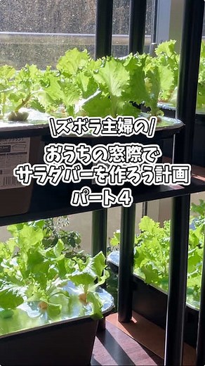 室内で簡単に楽しむレタス水耕栽培