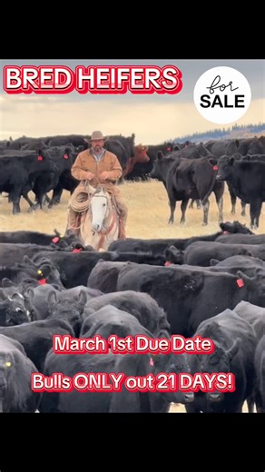 2.2K views · 39 reactions | Two C Ranch Horses on Reels | Facebook