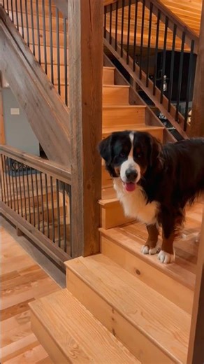 My Bernese Mountain Dog Aura 🖤 #bernesemountaindog #dog #doglove #berner